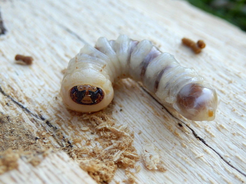 Wood borers such as this beetle larvae can be doing damage.